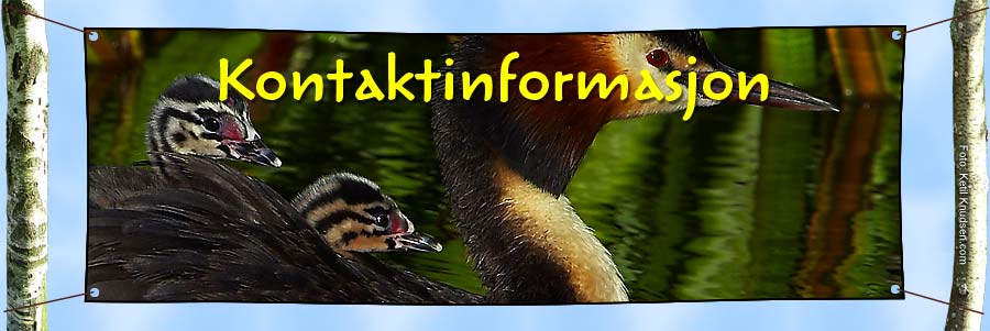 Kontaktinformasjon
